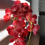 Βίλα Luksusowa Mechelinki