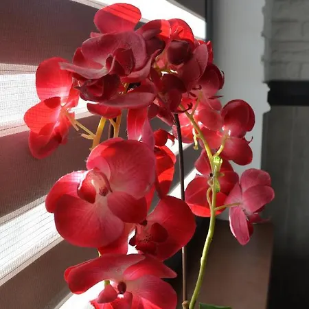 Willa Luksusowa Mechelinki